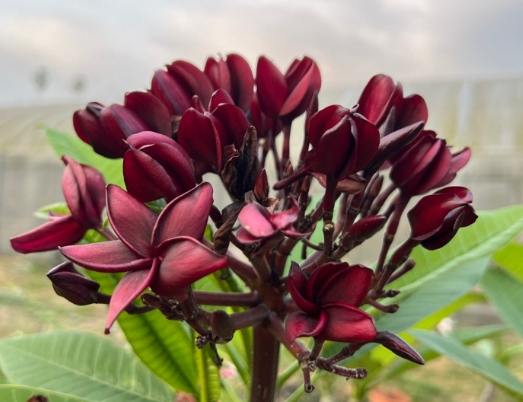 鸡蛋花修剪方式