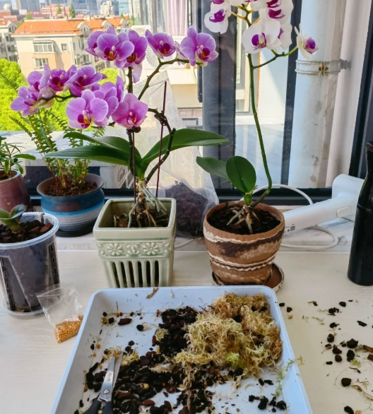 新買蘭花換盆 新買蘭花換盆