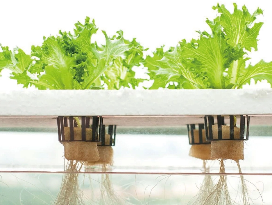 水耕種植方法
