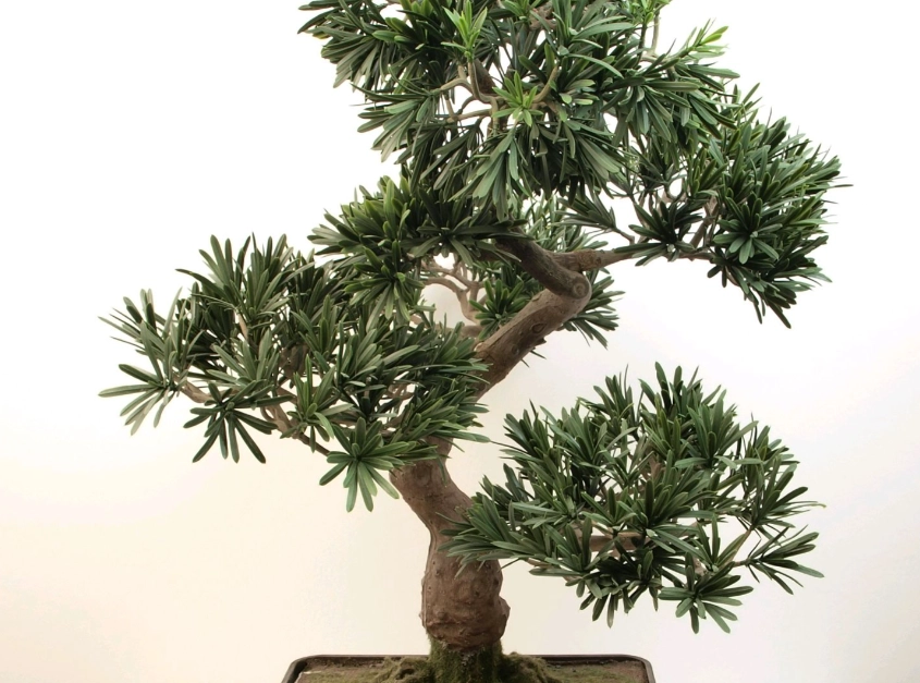 羅漢松盆栽照顧