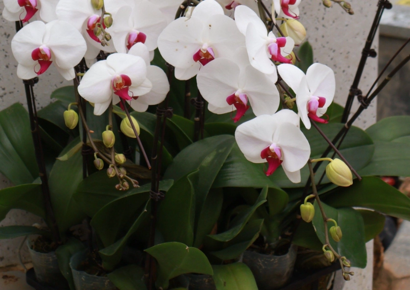 蘭花可以用培養土嗎