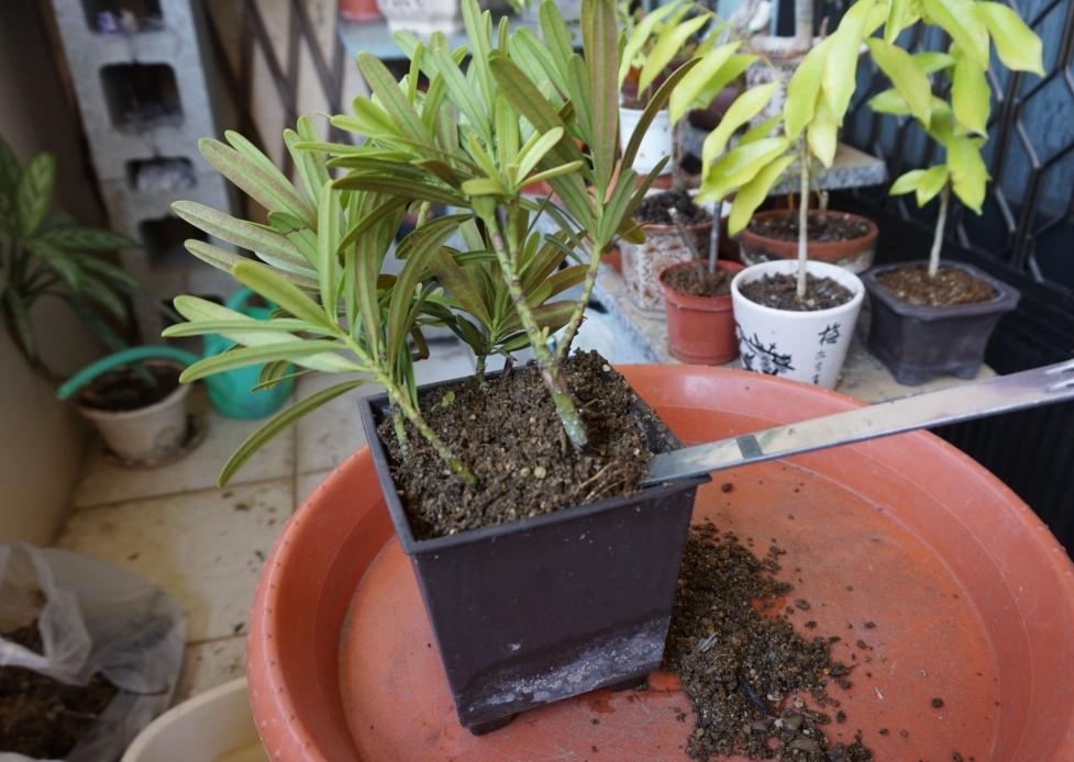 羅漢松幼苗移植 羅漢松幼苗移植