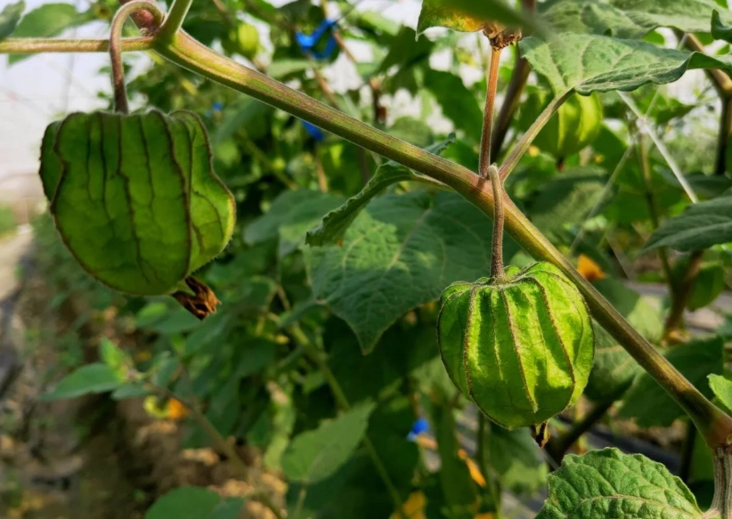 燈籠果種植日照