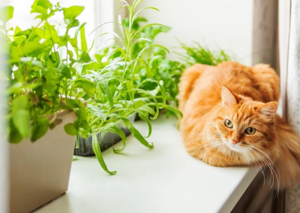 對貓無害的室內植物