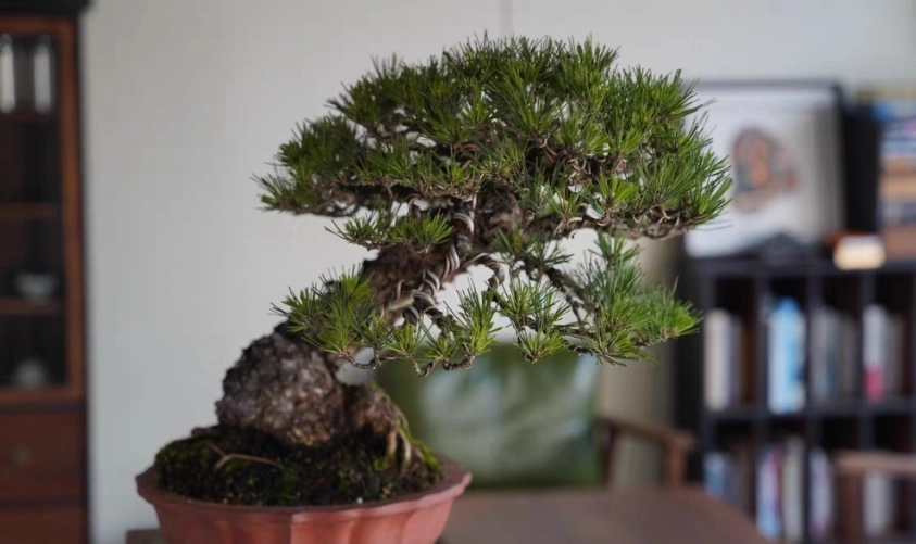 真柏澆水方法 真柏澆水方法