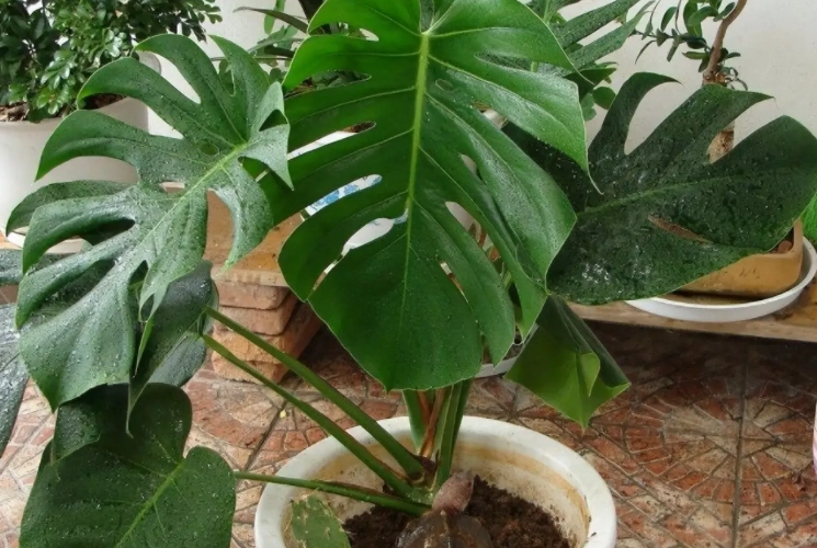 龜背芋澆水頻率