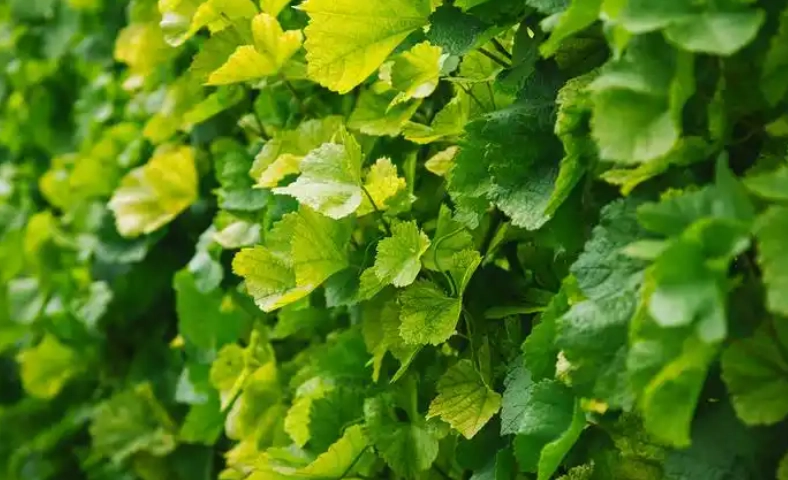 葡萄葉子種植 葡萄葉子種植