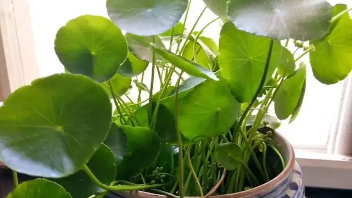 金錢草養護方法 金錢草養護方法