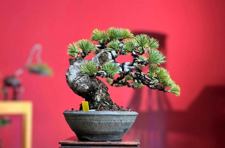 黑松與五葉松差異 黑松與五葉松差異