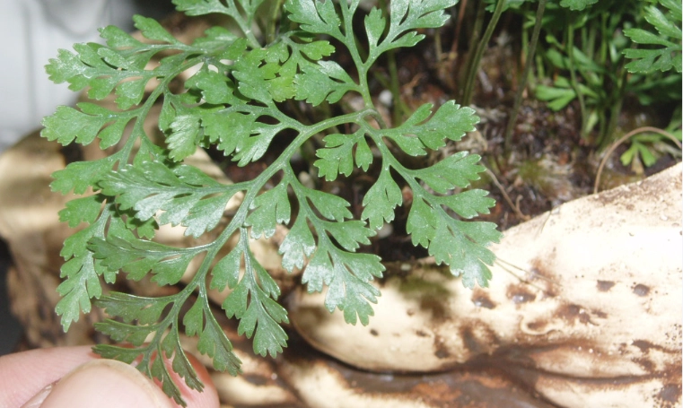 室內蕨類植物養護