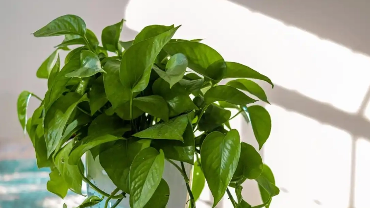 新手養植物 新手養植物