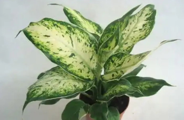 Dieffenbachia 中毒處理 Dieffenbachia 中毒處理