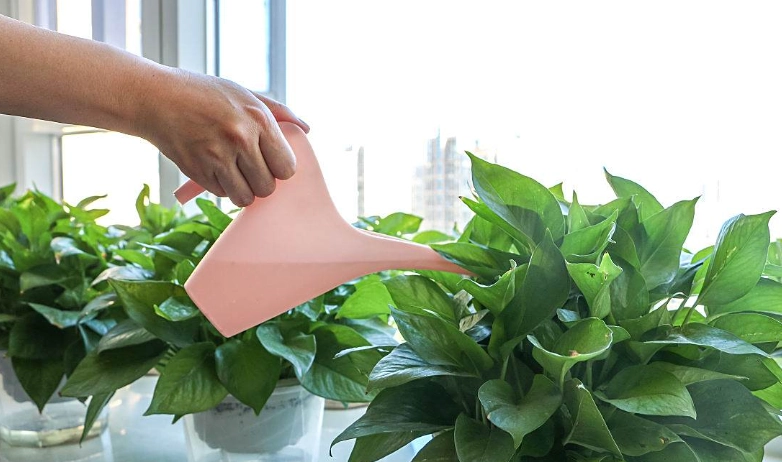 多久澆一次室內植物 多久澆一次室內植物