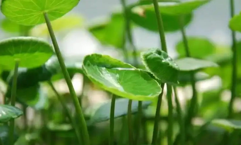 金錢草種植技巧 金錢草種植技巧