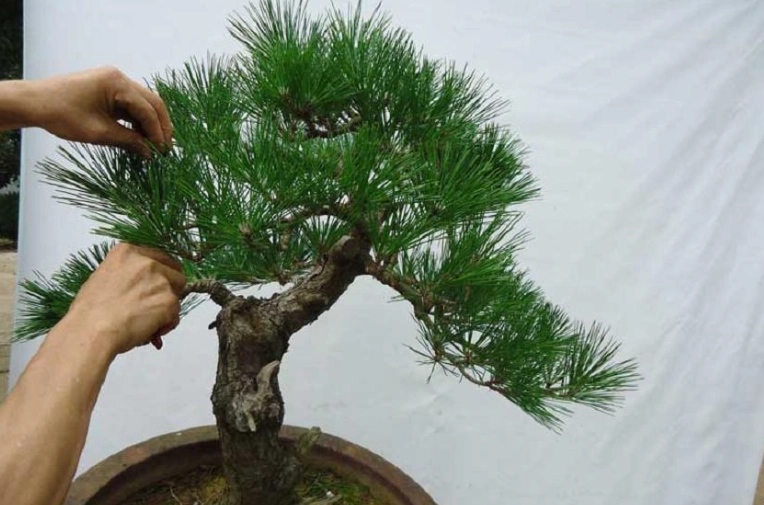 黑松與五葉松差異 黑松與五葉松差異