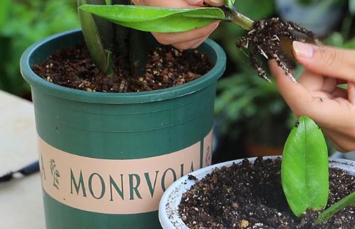 植物換盆後護理