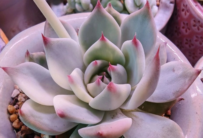 多肉植物養護技巧