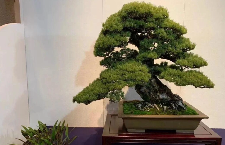 盆栽松樹技巧 盆栽松樹技巧