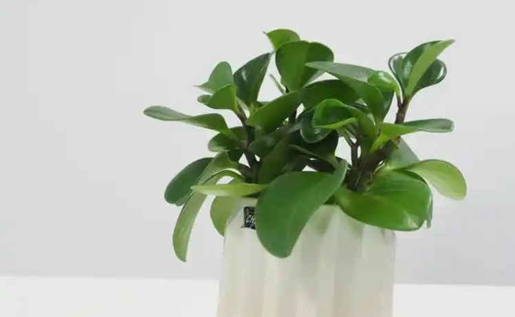 矮化金錢樹技巧