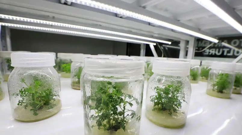 植物營養液配方