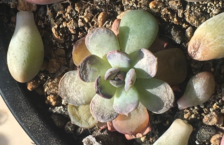 多肉掉葉原因 多肉掉葉原因