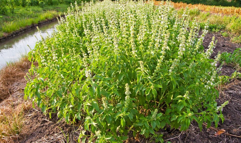 甜羅勒栽培季節