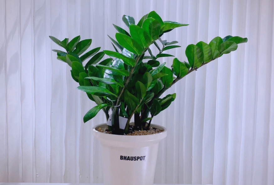 金錢樹修剪方法