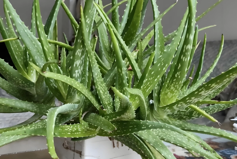 耐旱植物 耐旱植物