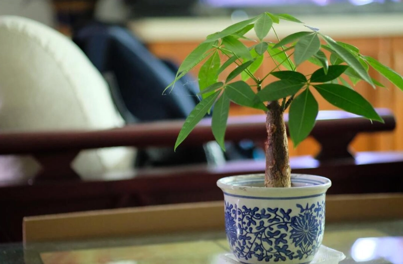 發財樹施肥技巧 發財樹施肥技巧