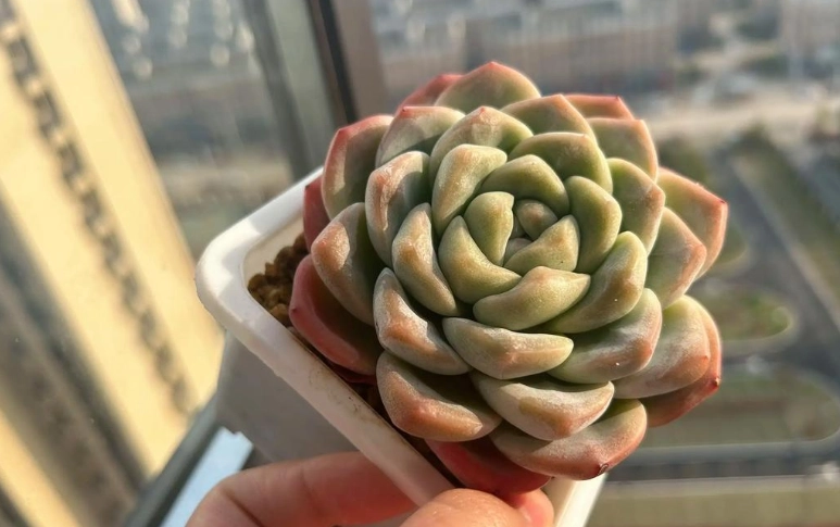 多肉植物軟軟的原因