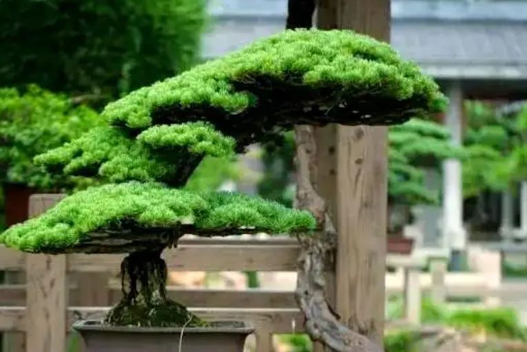 柏樹病蟲害防治