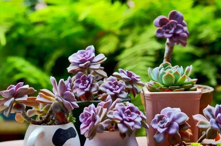 多肉植物能活多久