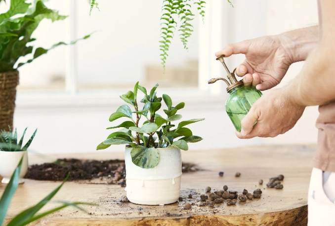 植物澆水時間 植物澆水時間