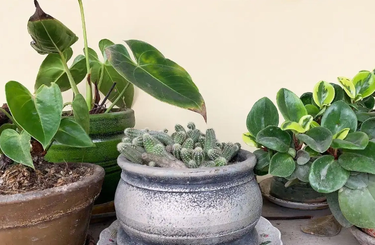 陶瓷花盆選購 陶瓷花盆選購