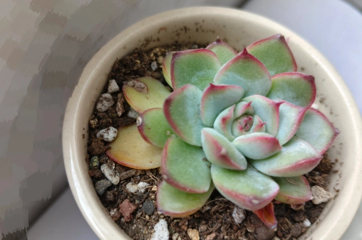 多肉植物掉葉處理 多肉植物掉葉處理