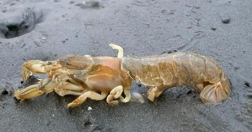 蝦蛄料理方法 蝦蛄料理方法