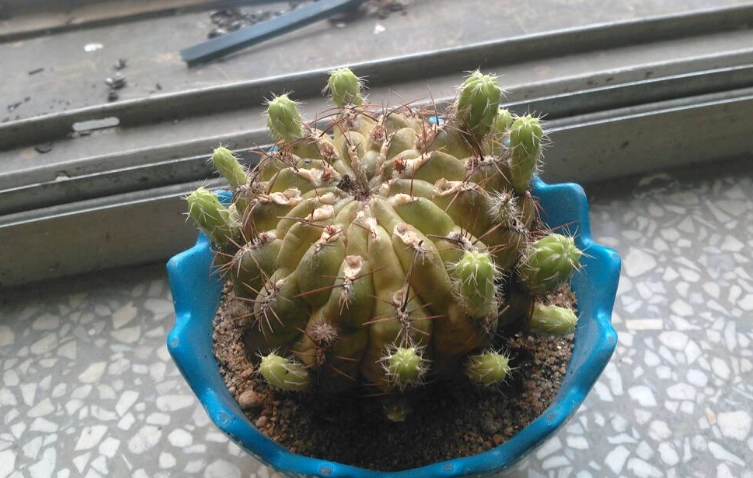 仙人掌養護技巧