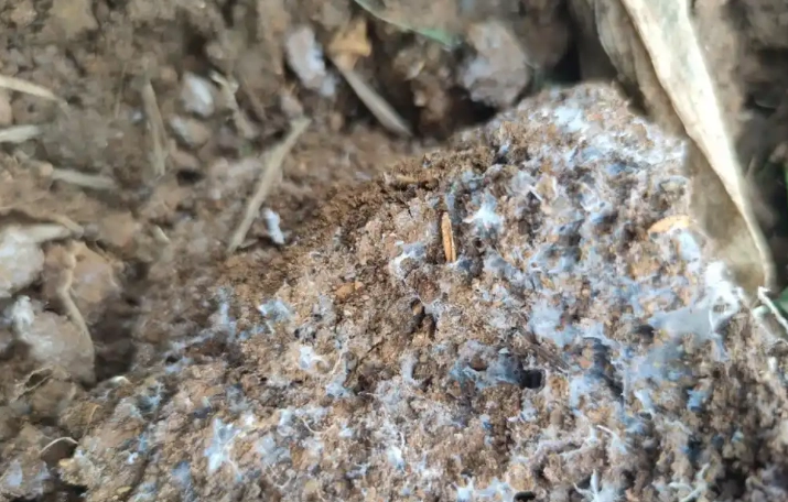 培養土發霉處理