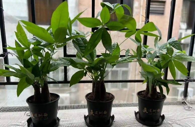 發財樹修剪方法