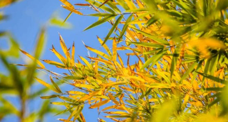 竹葉發黃防治 竹葉發黃防治