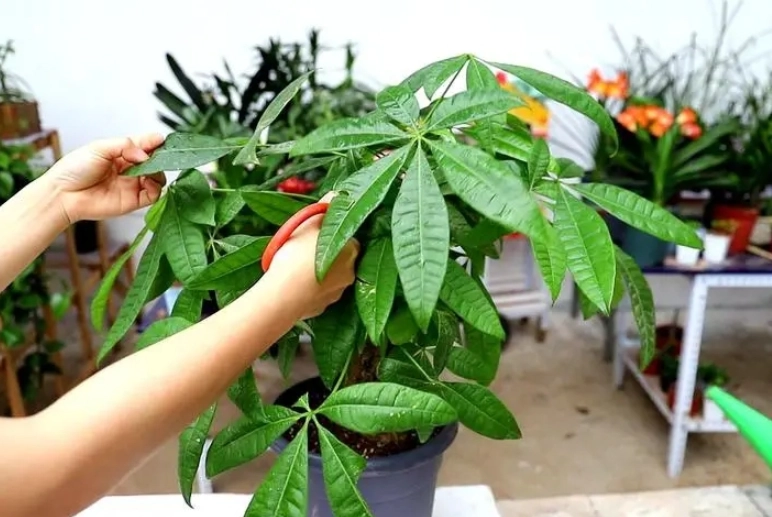 發財樹修剪方法