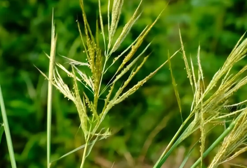禾本科植物特徵 禾本科植物特徵