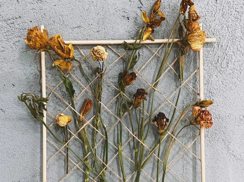 永生花風水禁忌 永生花風水禁忌