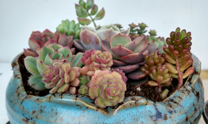 多肉植物能活多久