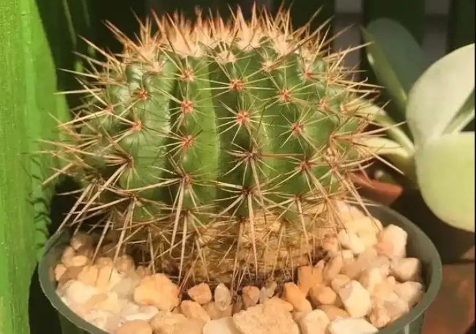 仙人掌黃化處理