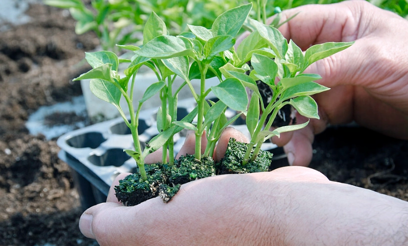 植物換盆步驟 植物換盆步驟