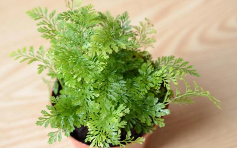 兔腳蕨照顧方法