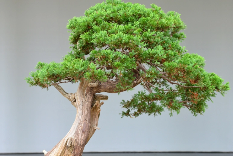 真柏葉子變黃 真柏葉子變黃