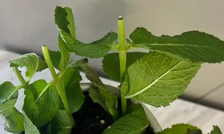 薄荷盆栽技巧