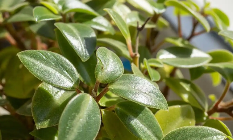 葉子變軟下垂原因